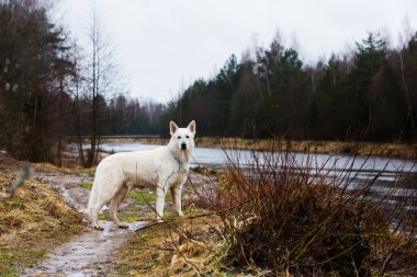 Beyaz İsviçre Çoban Köpeği