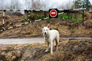 Beyaz İsviçre Çoban Köpeği