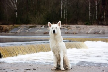 Beyaz İsviçre Çoban Köpeği
