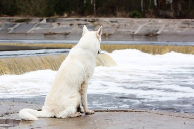 Beyaz İsviçre Çoban Köpeği
