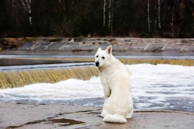Beyaz İsviçre Çoban Köpeği