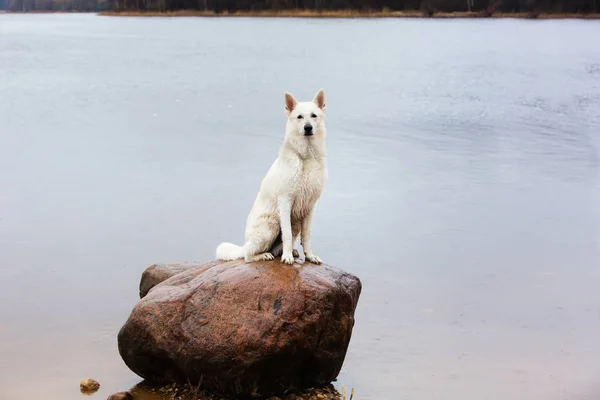 Biały Owczarek szwajcarski na kamieniu w jeziorze — Zdjęcie stockowe