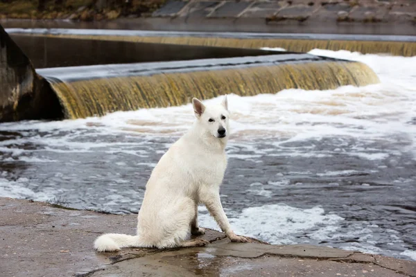 White Swiss shepherd dog — Stock Photo, Image
