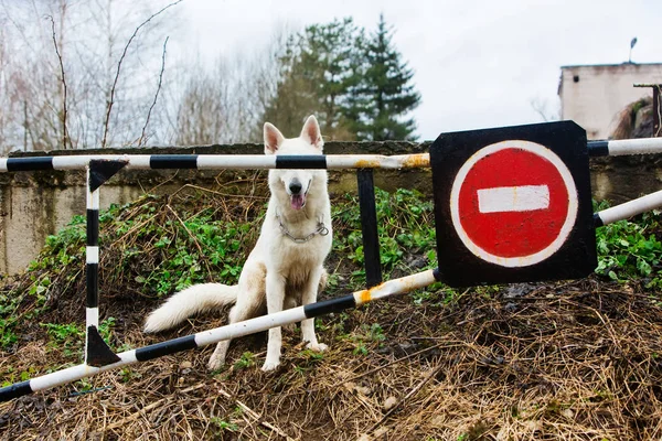 Cão pastor suíço branco — Fotografia de Stock