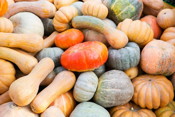 Turuncu kabak - hasat