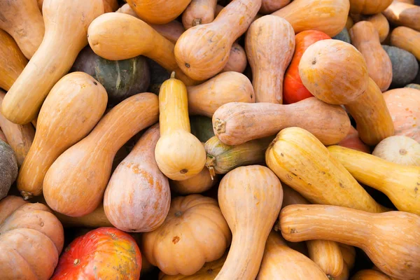 Turuncu kabak - hasat