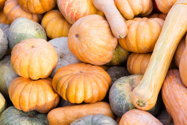 Orange pumpkins - harvest — Stock Photo, Image