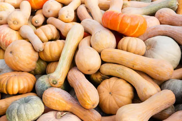 Turuncu kabak - hasat