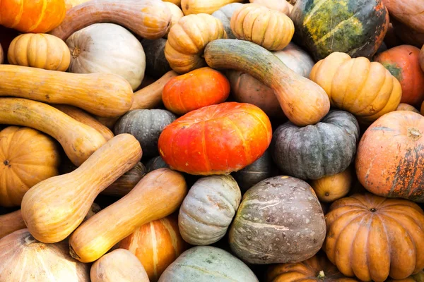 Turuncu kabak - hasat