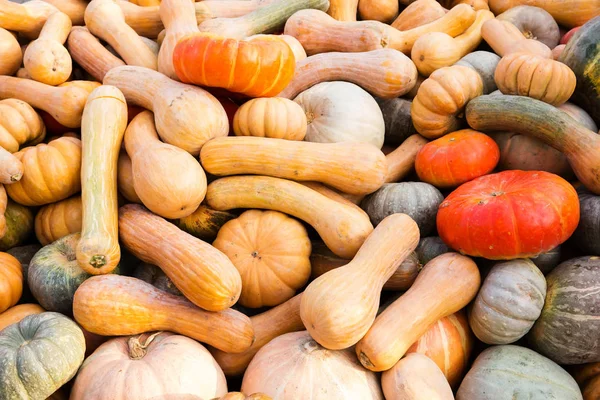 Turuncu kabak - hasat