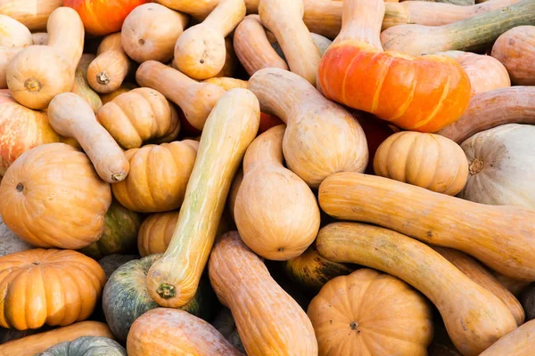 Turuncu kabak - hasat