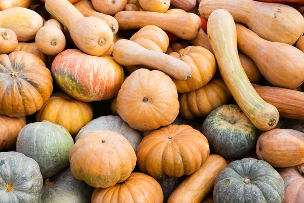 Turuncu kabak - hasat