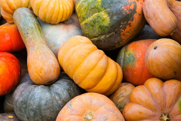 Turuncu kabak - hasat