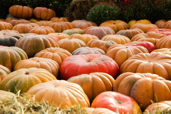 Calabazas de naranja - cosecha — Foto de Stock