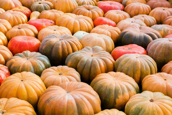 Orange pumpor - skörd — Stockfoto