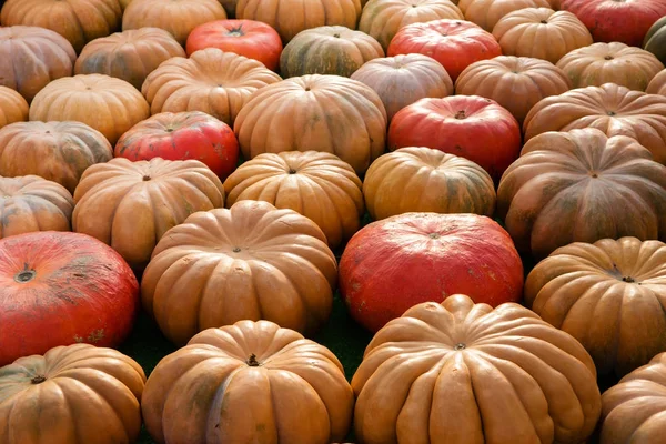 Оранжевые тыквы - сбор урожая — стоковое фото