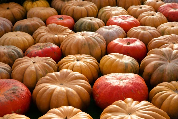 Orange pumpkins - harvest — Stock Photo, Image