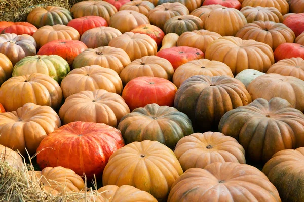Orange pumpkins - harvest — Stock Photo, Image