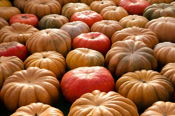 Turuncu kabak - hasat