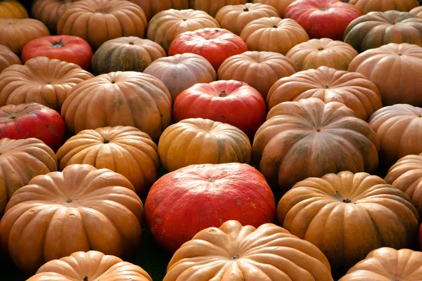 Turuncu kabak - hasat