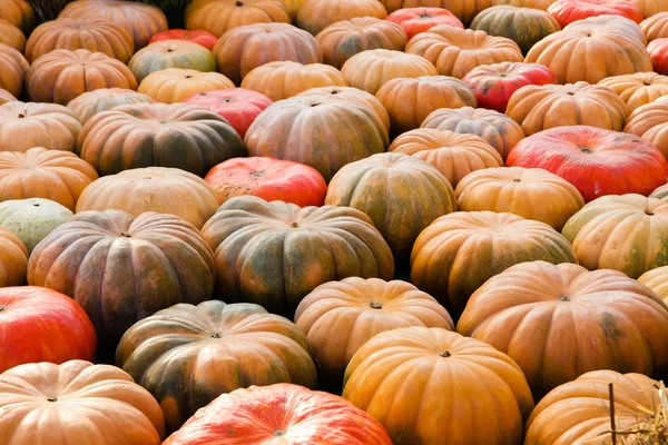 Turuncu kabak - hasat