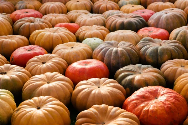 Turuncu kabak - hasat