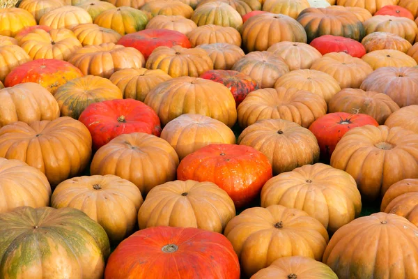 Оранжевые тыквы - сбор урожая — стоковое фото