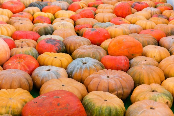 Turuncu kabak - hasat