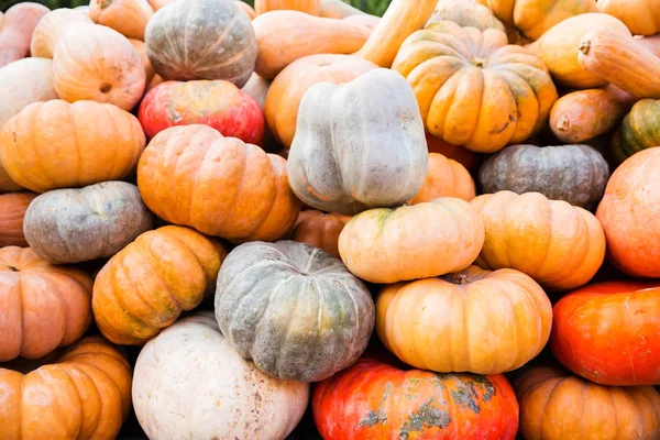 Orange pumpkins - harvest — Stock Photo, Image