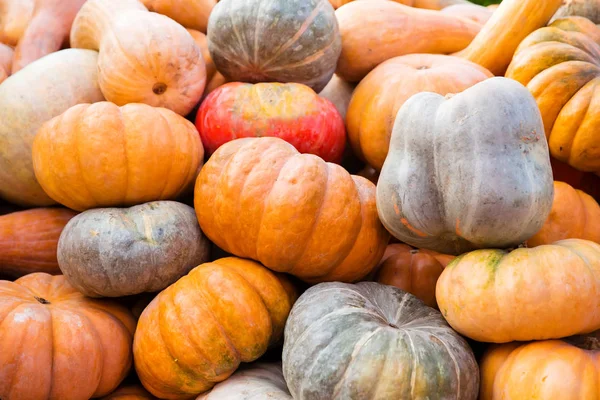 Calabazas de naranja - cosecha — Foto de Stock