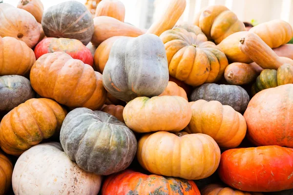 Turuncu kabak - hasat