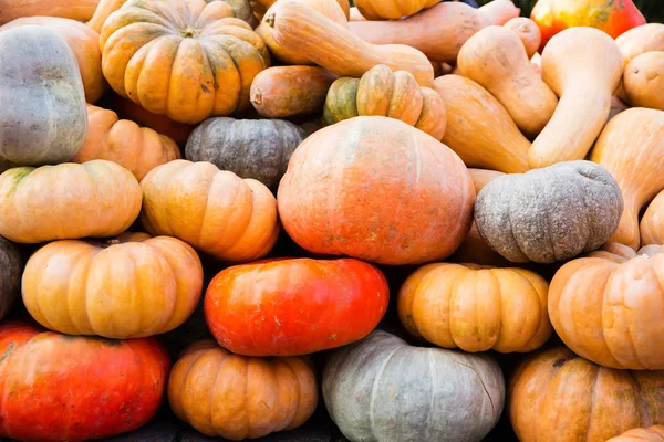 Turuncu kabak - hasat