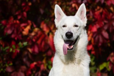 Beyaz İsviçre Çoban Köpeği