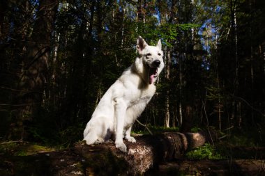 Beyaz İsviçre Çoban Köpeği