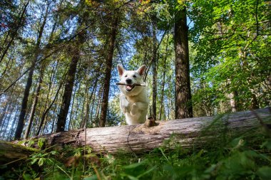 Beyaz İsviçre Çoban Köpeği