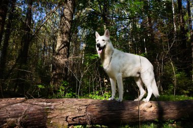 Beyaz İsviçre Çoban Köpeği