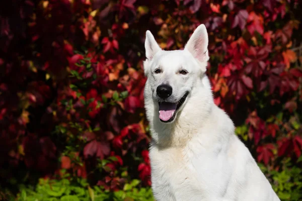 Weißer Schweizer Schäferhund — Stockfoto