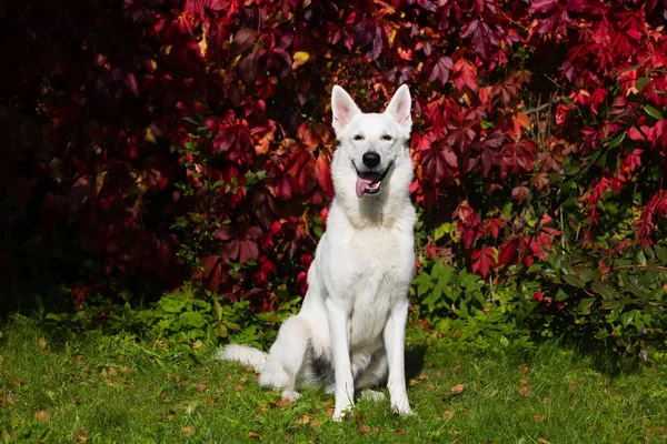 白いスイスの羊飼いの犬 — ストック写真