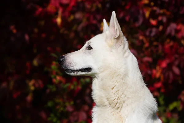 白いスイスの羊飼いの犬 — ストック写真