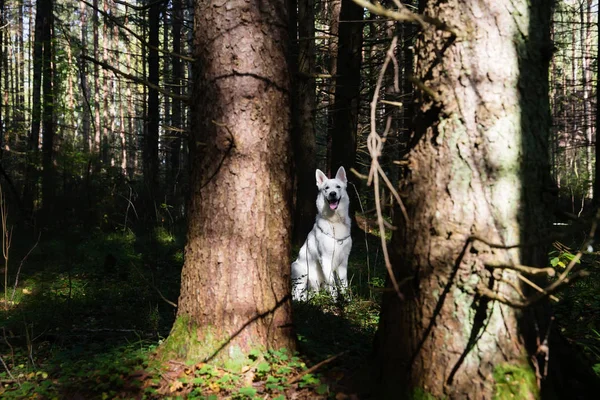 Beyaz İsviçre Çoban Köpeği