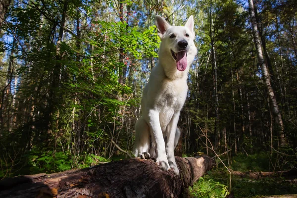 Bílý švýcarský ovčák pes — Stock fotografie