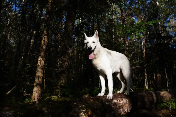Beyaz İsviçre Çoban Köpeği