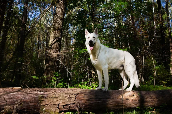 白いスイスの羊飼いの犬 — ストック写真