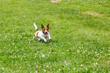 Jack Russell Teriyeri