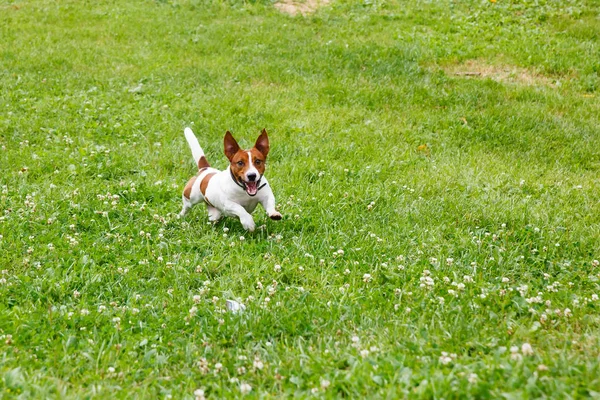 Jack Russell Teriyeri