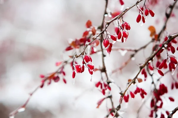 Branches glacées aux baies rouges d'épine-vinette après pluie verglaçante — Photo