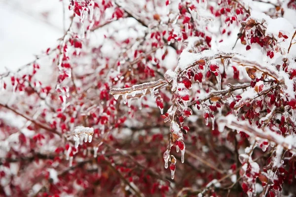 Icy branches with red berries of barberry after freezing rain — Stock Photo, Image