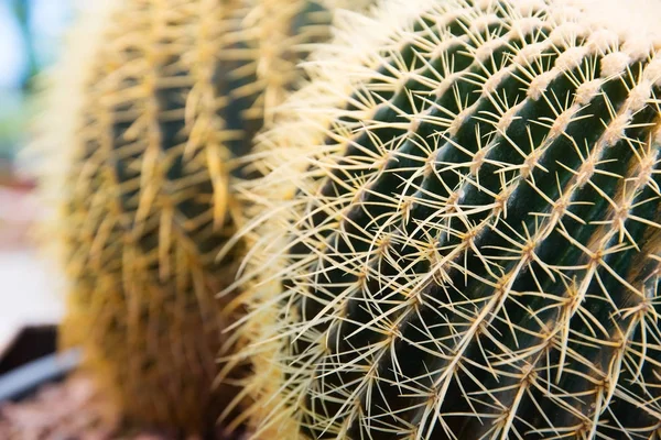 Cactus in the pot — Stock Photo, Image