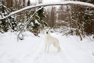 Kış ormandaki beyaz İsviçre çoban köpeği