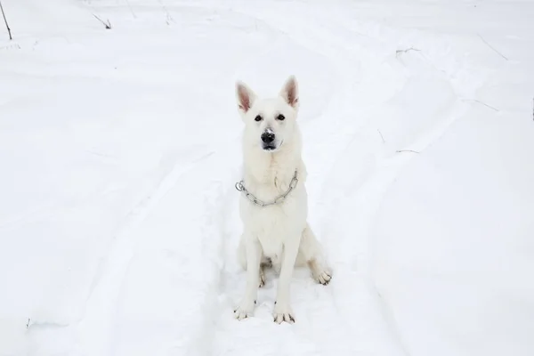 Kış ormandaki beyaz İsviçre çoban köpeği — Stok fotoğraf